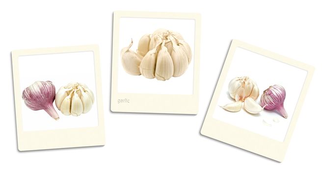 Thre old style photos of garlic over white background