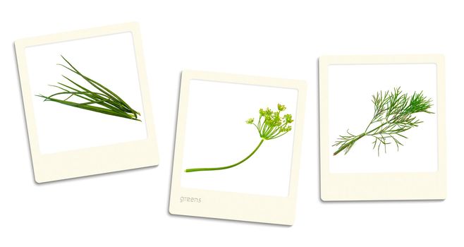 Thre old style photos of greens over white background