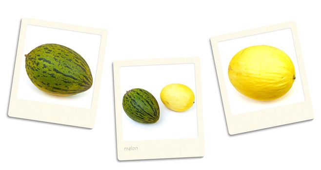 Thre old style photos of melon over white background