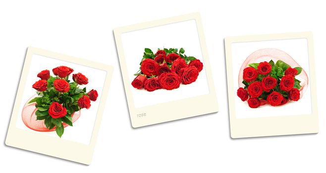 Thre old style photos of roses over white background