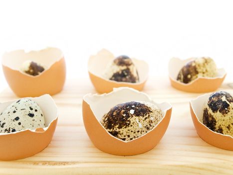 quail eggs in the chicken eggs shells