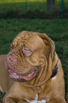 A close-up of a Dogue De Bordeaux, AKA the French Mastiff