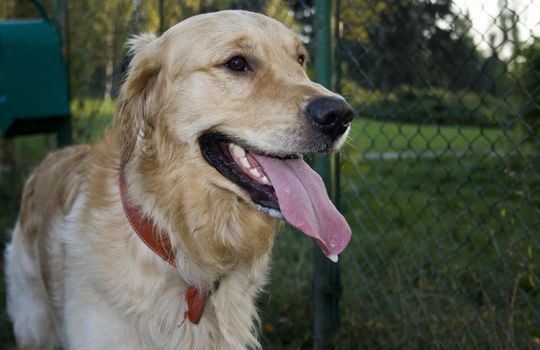portrait of a beautiful golden retriever in the park