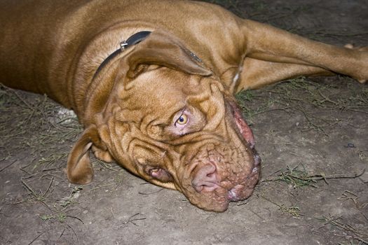 A close-up of a Dogue De Bordeaux, AKA the French Mastiff