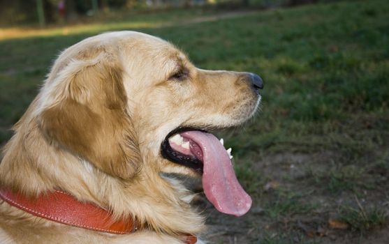 portrait of a beautiful golden retriever in the park