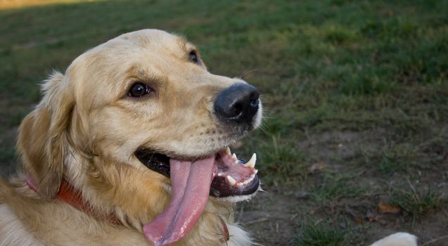 portrait of a beautiful golden retriever in the park