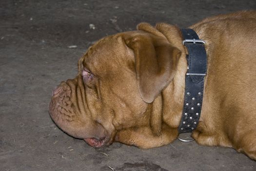 A close-up of a Dogue De Bordeaux, AKA the French Mastiff