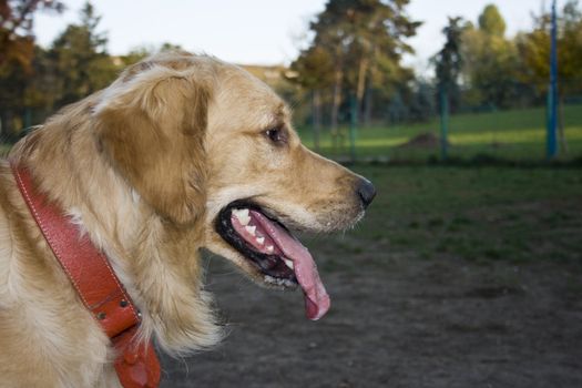 portrait of a beautiful golden retriever in the park