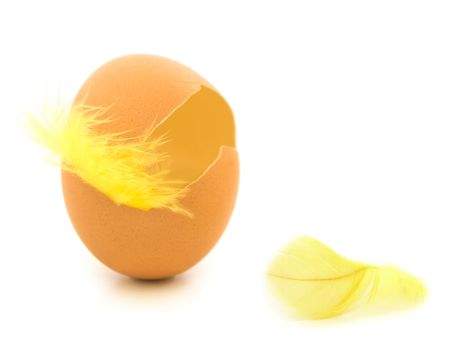 yellow feather in egg shell against white background