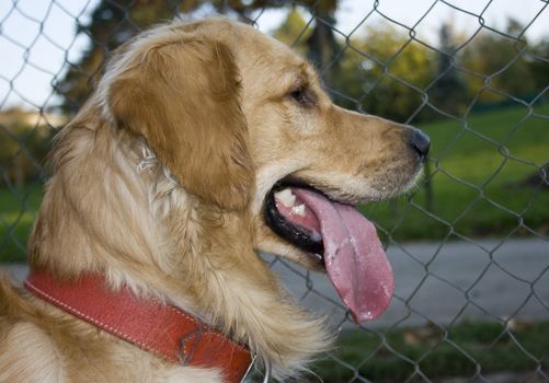 portrait of a beautiful golden retriever in the park