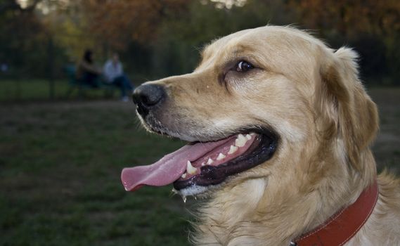 portrait of a beautiful golden retriever in the park
