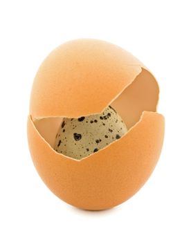 quail egg in the chicken eggs shells