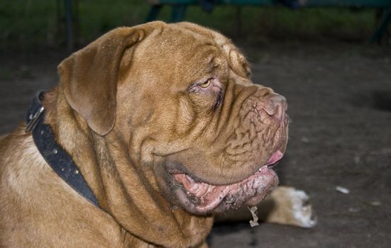A close-up of a Dogue De Bordeaux, AKA the French Mastiff