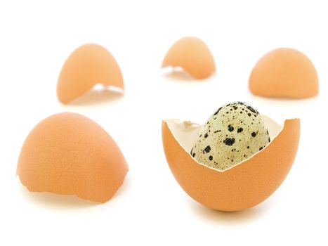quail egg in the chicken eggs shells