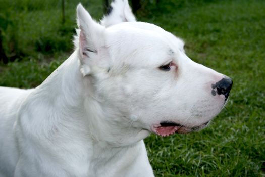 a beautiful white dog portrait