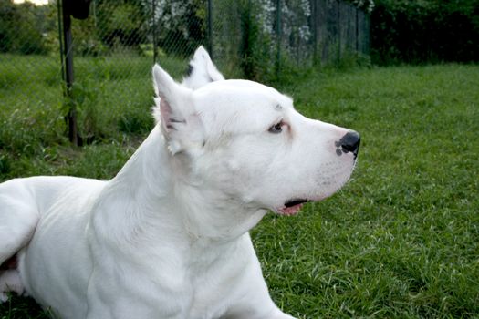 a beautiful white dog portrait