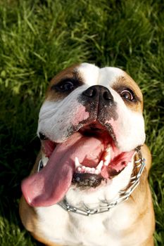 funny face of an english bulldog... big tongue