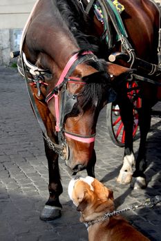 an english bulldog meeting a horse