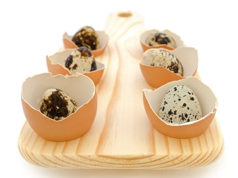 quail eggs in the chicken eggs shells