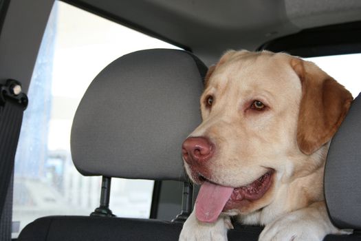 a Labrador dog in a car watching front