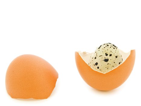 quail egg in the chicken egg shell