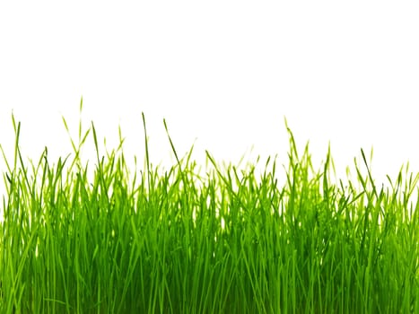 rich green grass with white copyspace for your text