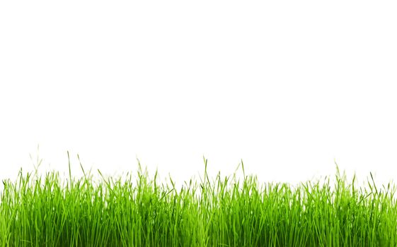 green grass with white copyspace for your text