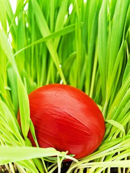 red color easter egg in green grass