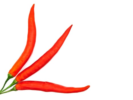 three red spicy peppers over white background