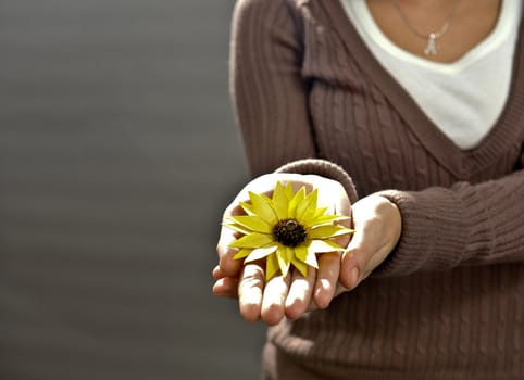 two woman hands holding one yellow flower