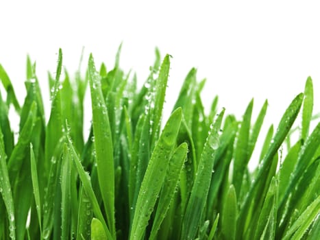 close up wet green grass after rain against white background