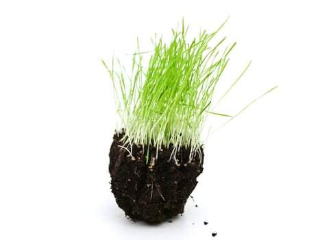 colorful green grass growing at ground island against 