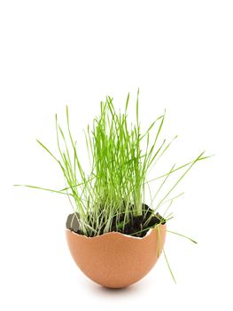 green grass growing in brown egg shell 