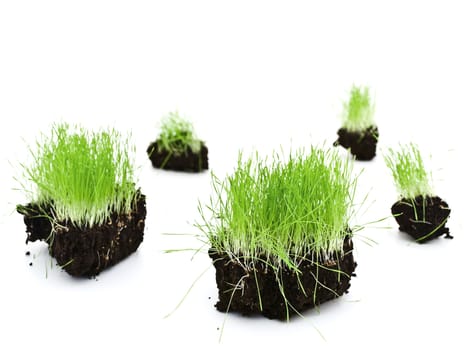colorful green grass growing at ground island