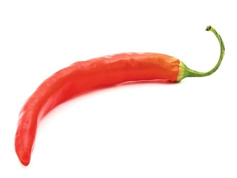single red spicy pepper over white background  