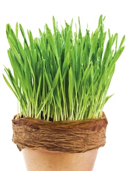 spring wet grass in bronze pot against white background 