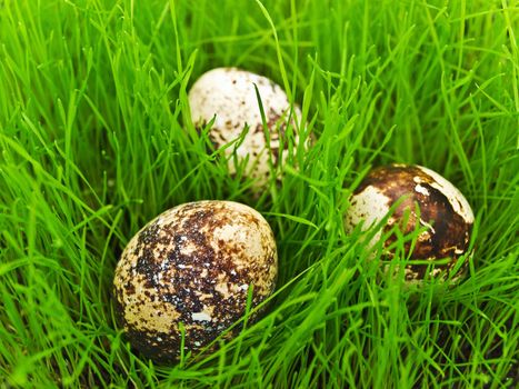 photo of quail eggs in green grass