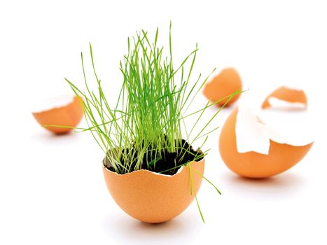 green grass growing in brown egg shell 