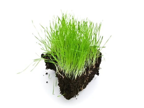 colorful green grass growing at ground island 