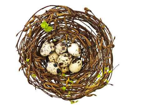 heap of quial eggs in the bird nest
