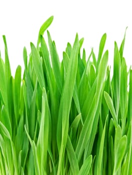 photo of fresh colorful green grass against white