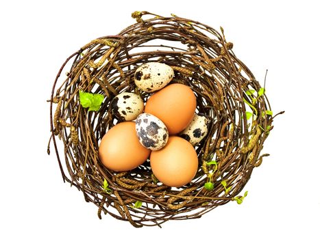 spring nest with different eggs against white background