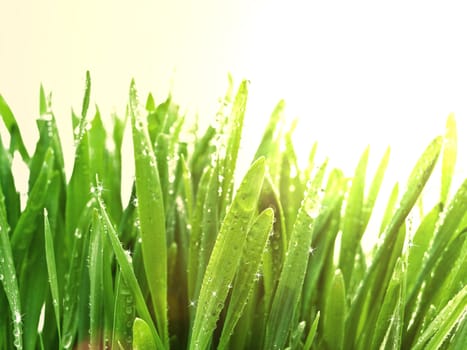 close up wet green grass after rain against sunny background