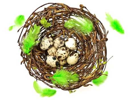 easter spring nest with little eggs and green feathers against white background