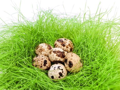 some quail eggs in the nest form fresh grass