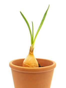 Onion bulb green sprout in ceramic pot against white background