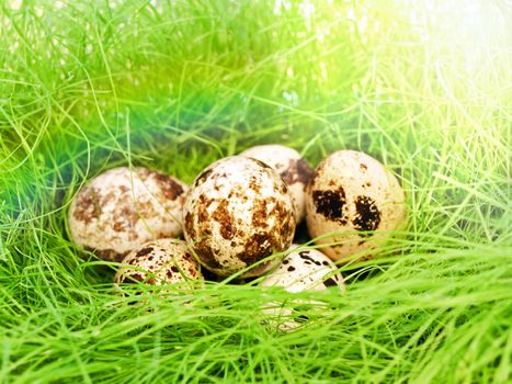 some quail eggs in fresh green grass under sunlight