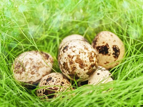 some quail eggs in fresh green grass