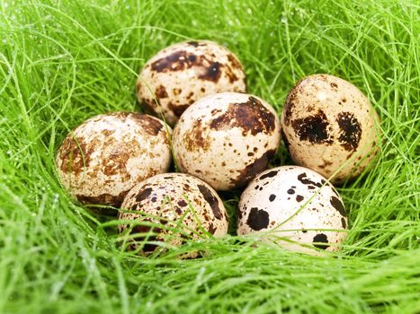 some quail eggs in fresh wet green grass