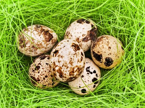 some quail eggs in fresh green grass